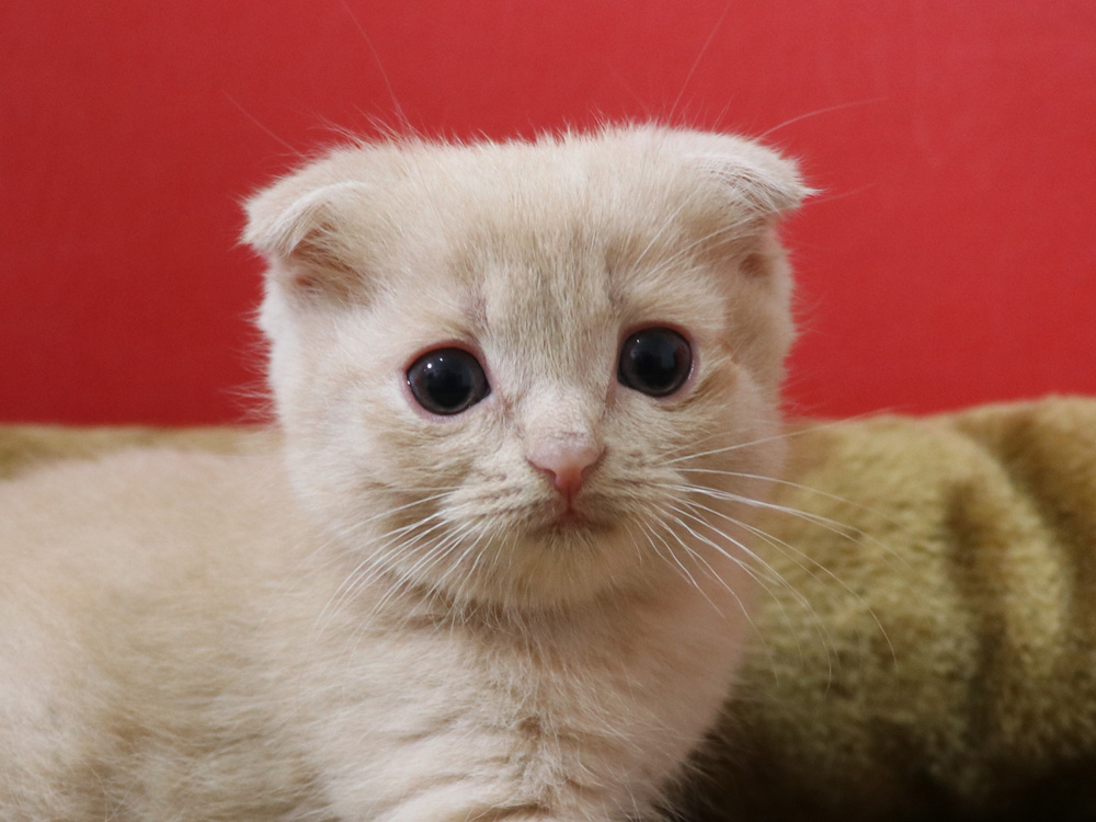 スコティッシュフォールドの子猫画像