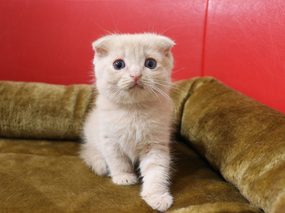 スコティッシュフォールドの子猫画像