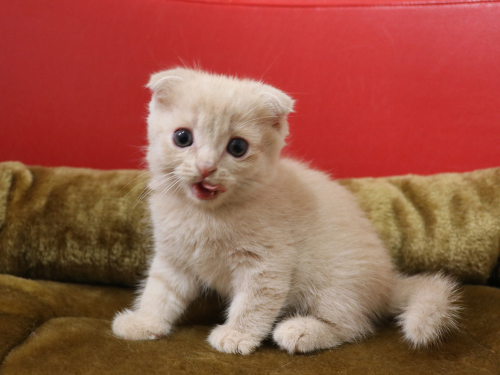 スコティッシュフォールドの子猫画像