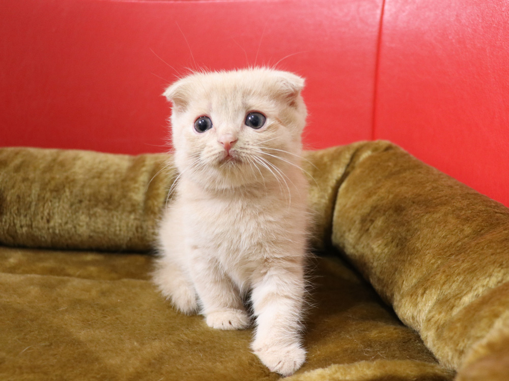 スコティッシュフォールドの子猫画像