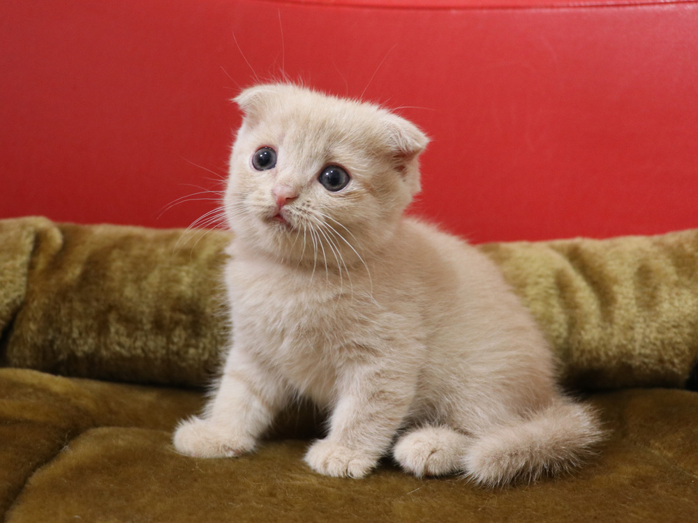 スコティッシュフォールドの子猫画像