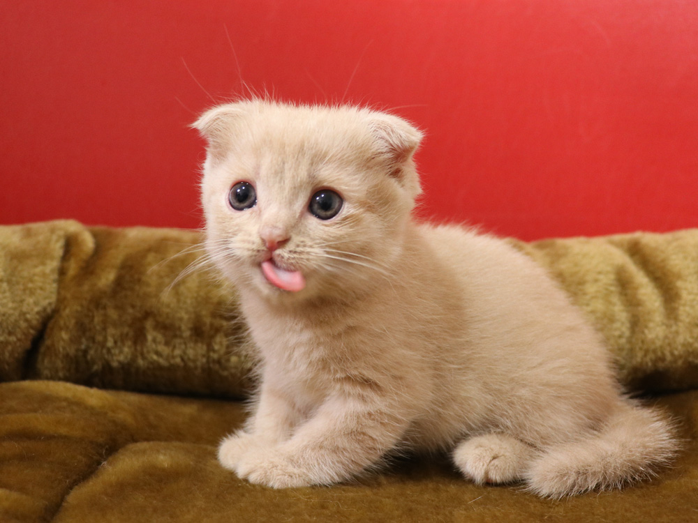スコティッシュフォールドの子猫画像