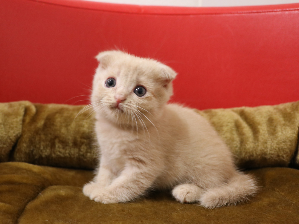 スコティッシュフォールドの子猫画像