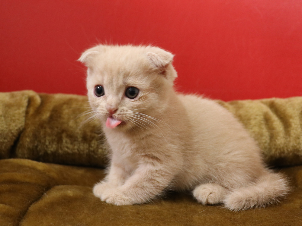 スコティッシュフォールドの子猫画像
