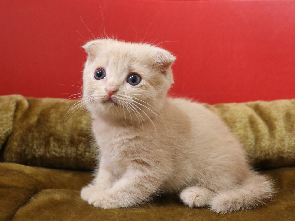 スコティッシュフォールドの子猫画像