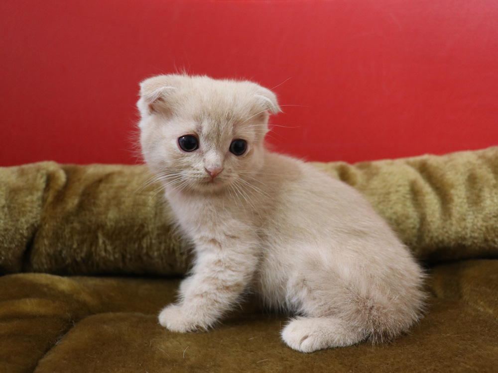 スコティッシュフォールドの子猫画像
