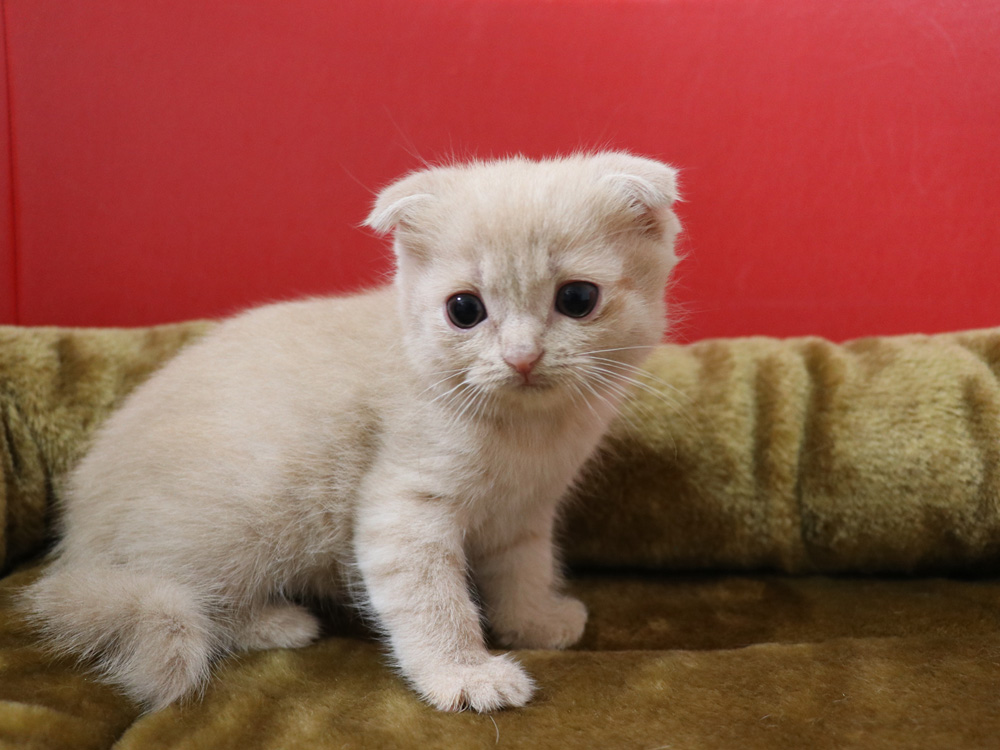 スコティッシュフォールドの子猫画像