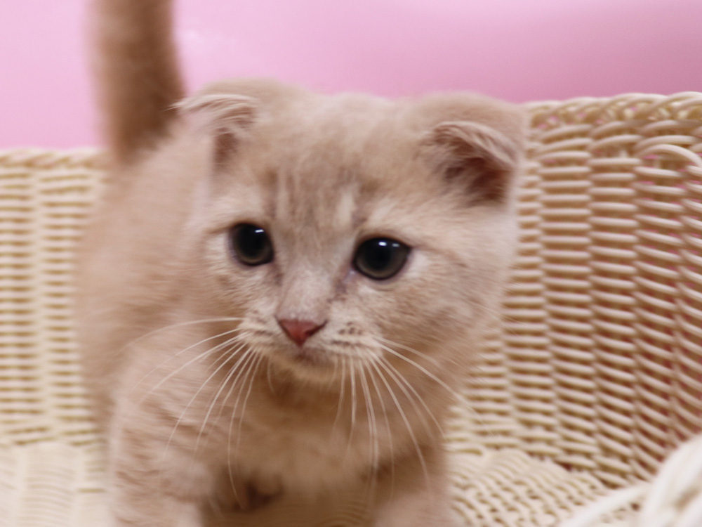 スコティッシュフォールドの子猫画像