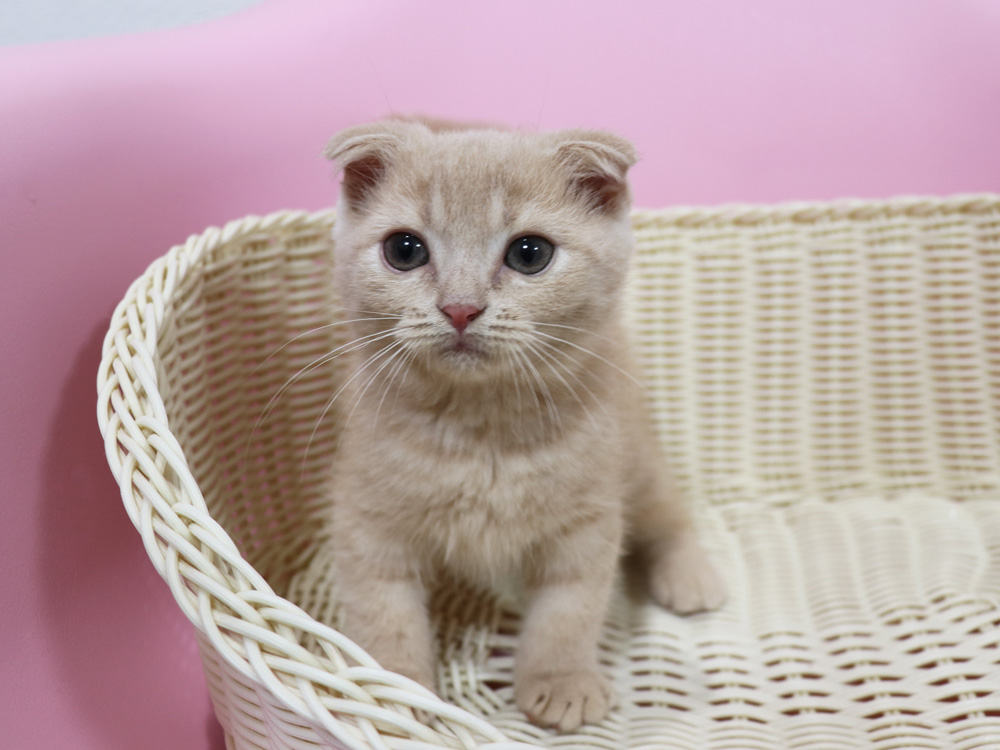 スコティッシュフォールドの子猫画像