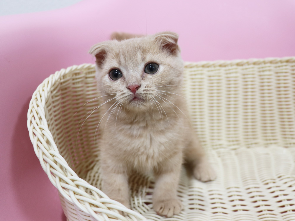 スコティッシュフォールドの子猫画像