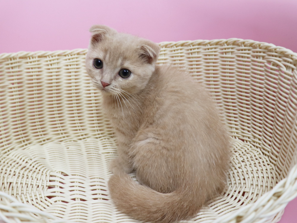スコティッシュフォールドの子猫画像