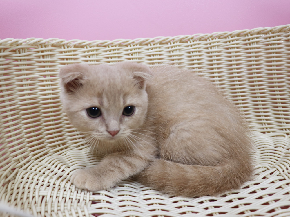スコティッシュフォールドの子猫画像