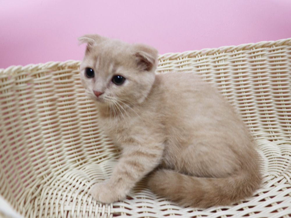 スコティッシュフォールドの子猫画像