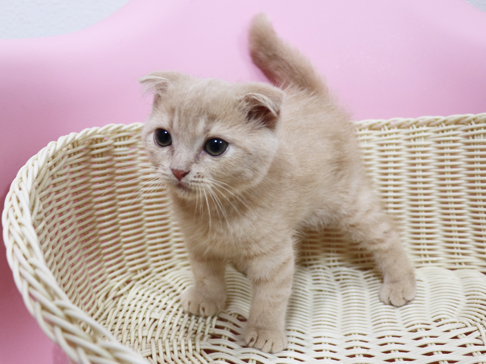 スコティッシュフォールドの子猫画像