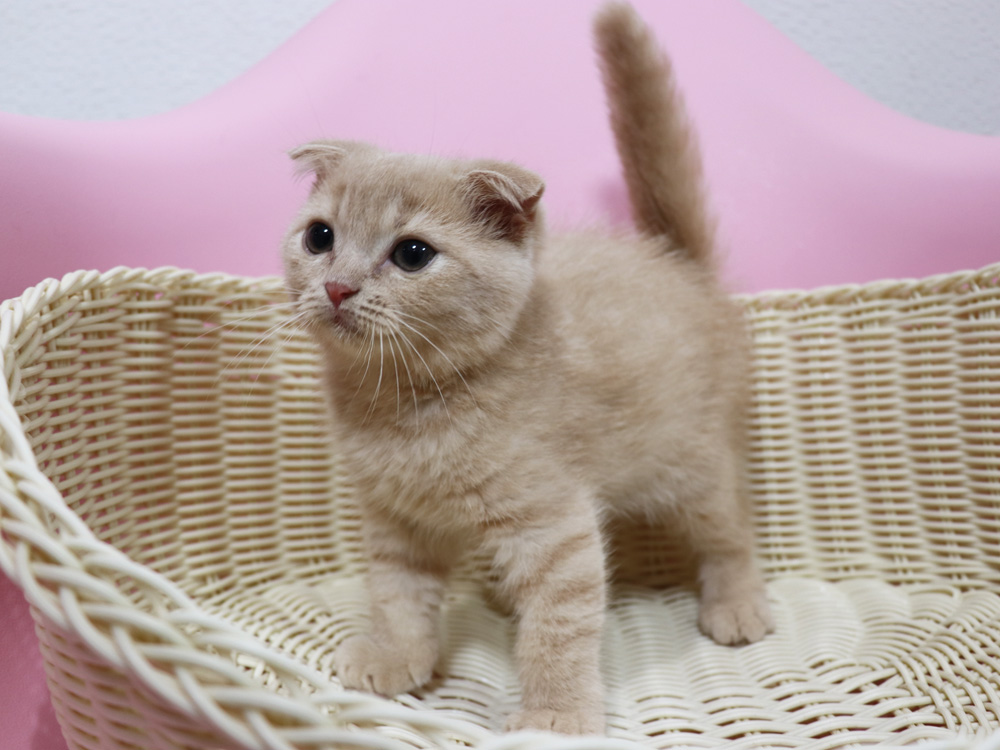 スコティッシュフォールドの子猫画像