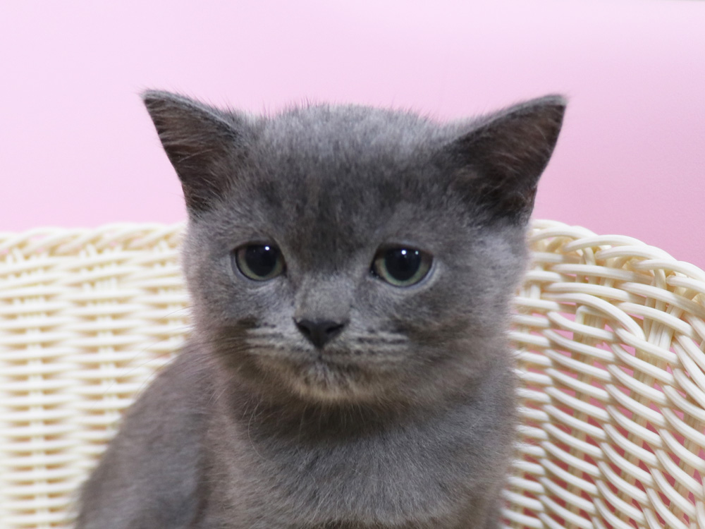 スコティッシュフォールドの子猫画像