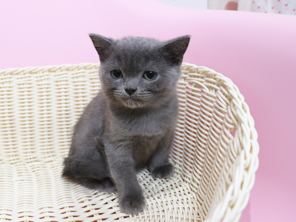 スコティッシュフォールドの子猫画像