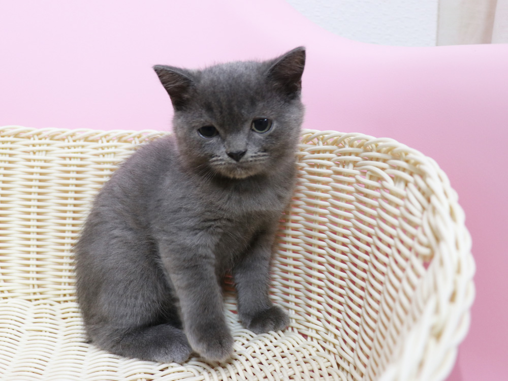 スコティッシュフォールドの子猫画像