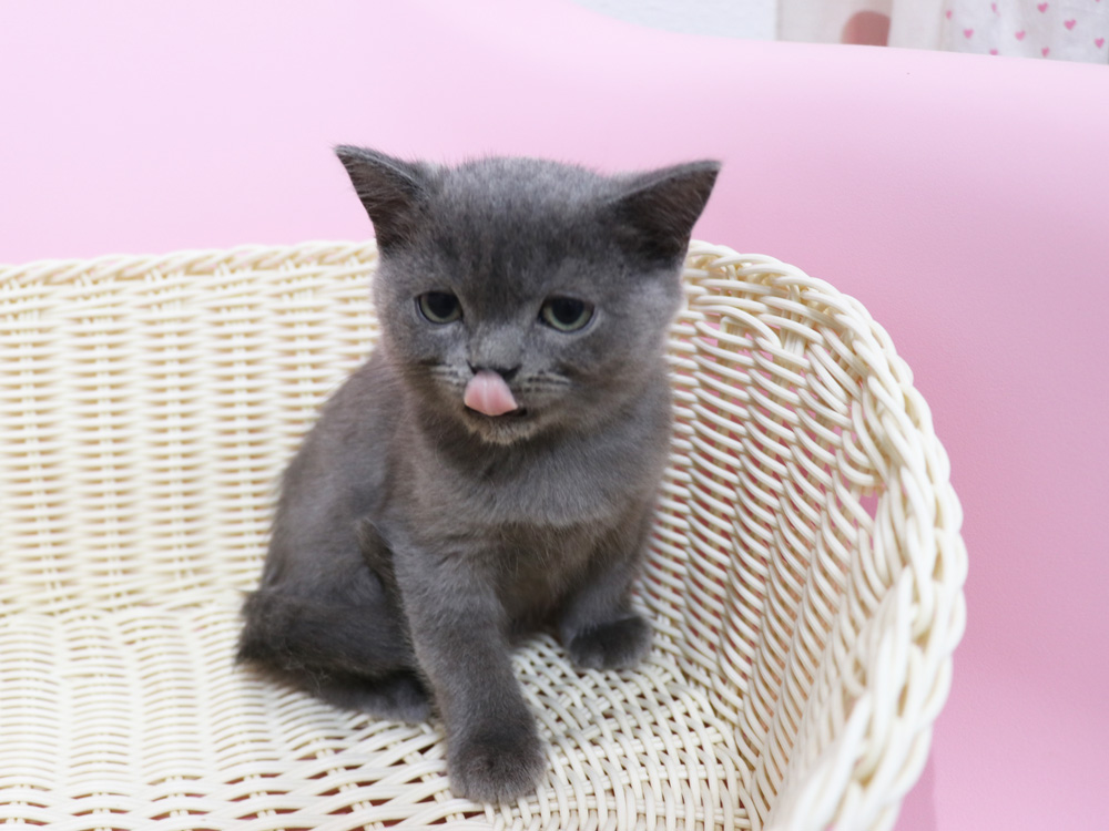 スコティッシュフォールドの子猫画像