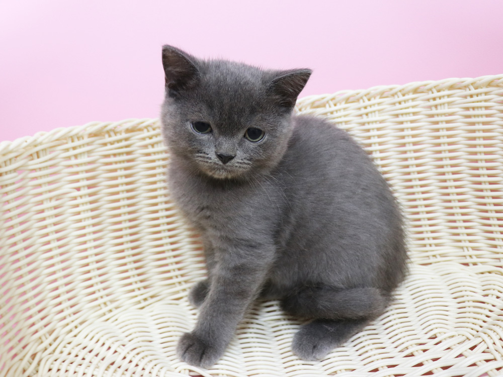 スコティッシュフォールドの子猫画像