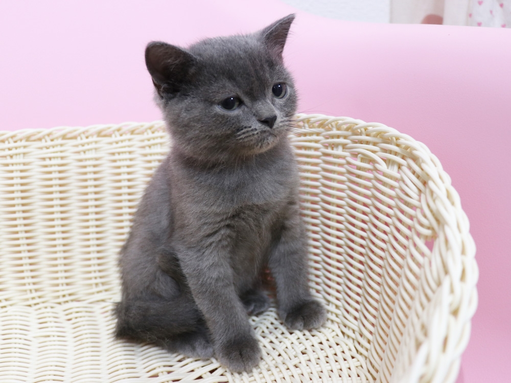 スコティッシュフォールドの子猫画像
