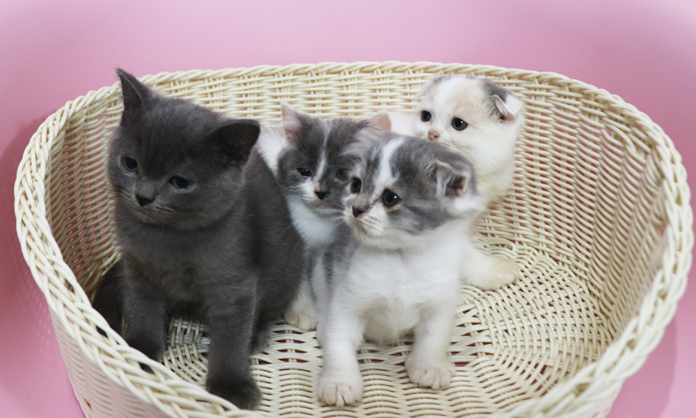 スコティッシュフォールドの子猫画像