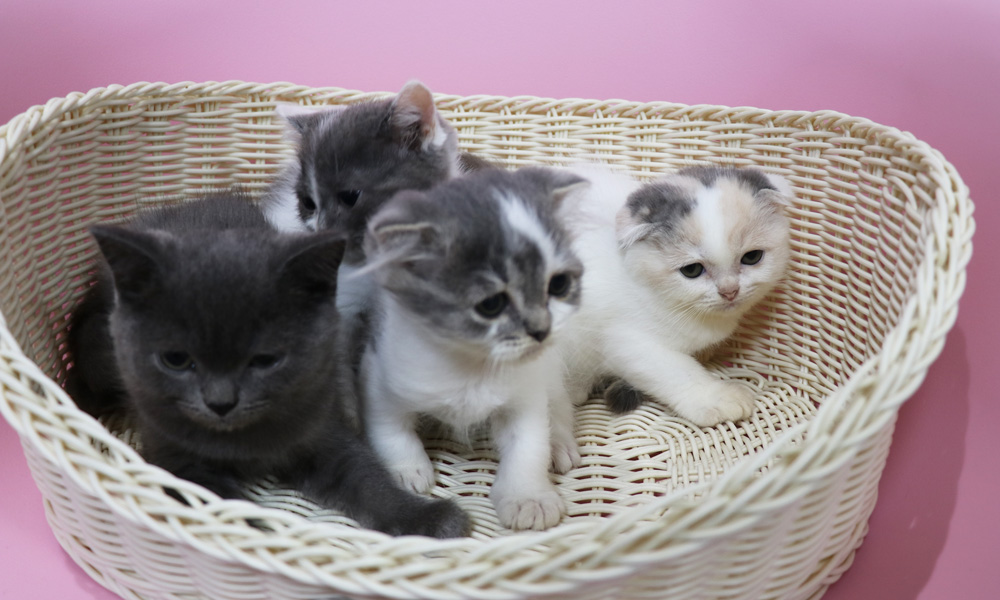 スコティッシュフォールドの子猫画像