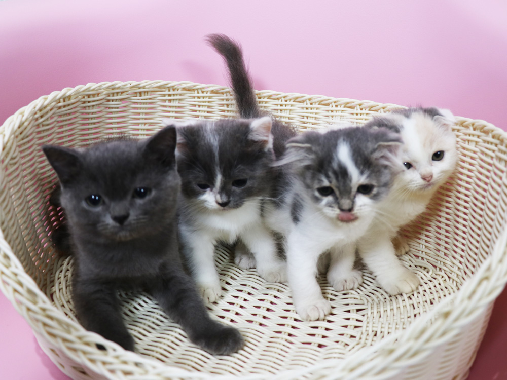 スコティッシュフォールドの子猫画像