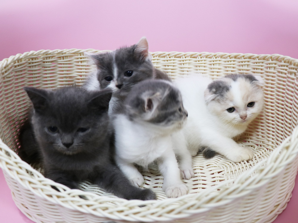 スコティッシュフォールドの子猫画像