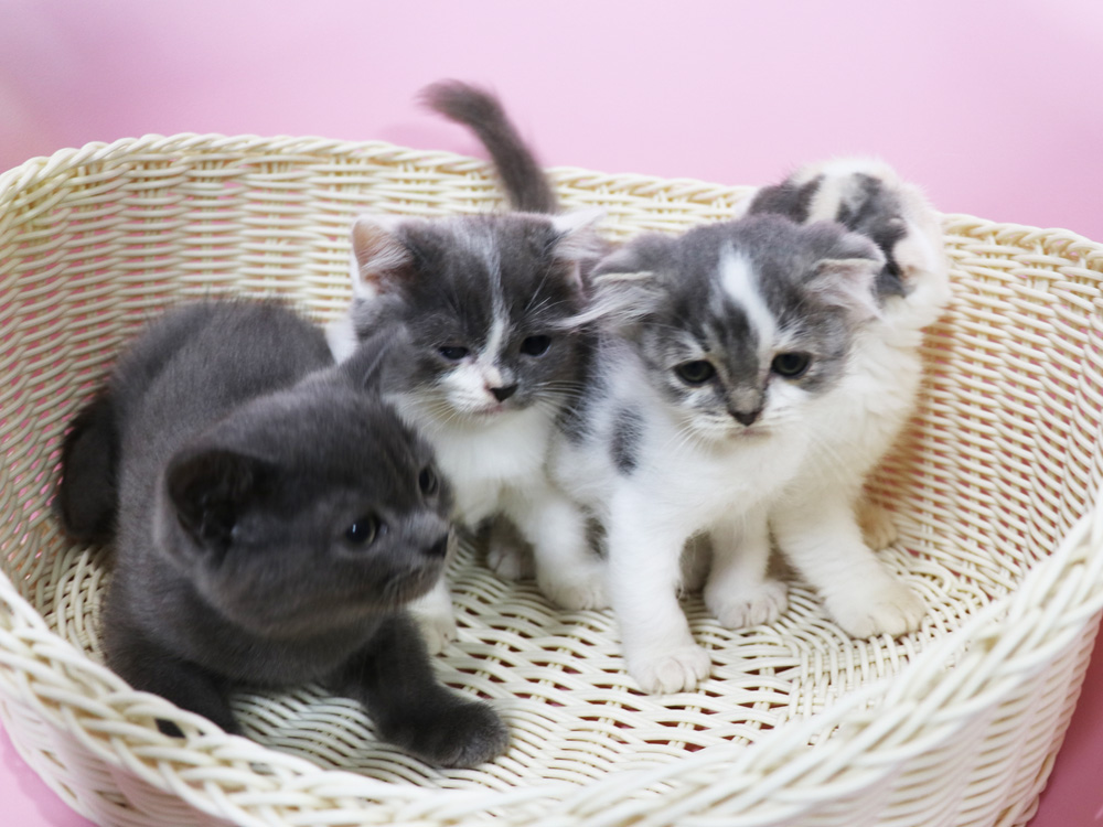 スコティッシュフォールドの子猫画像