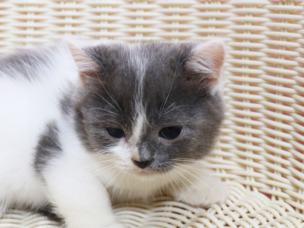 スコティッシュフォールドの子猫画像