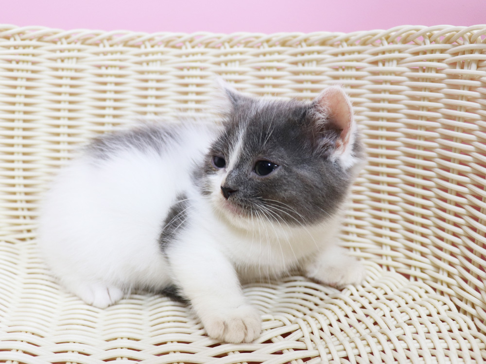 スコティッシュフォールドの子猫画像