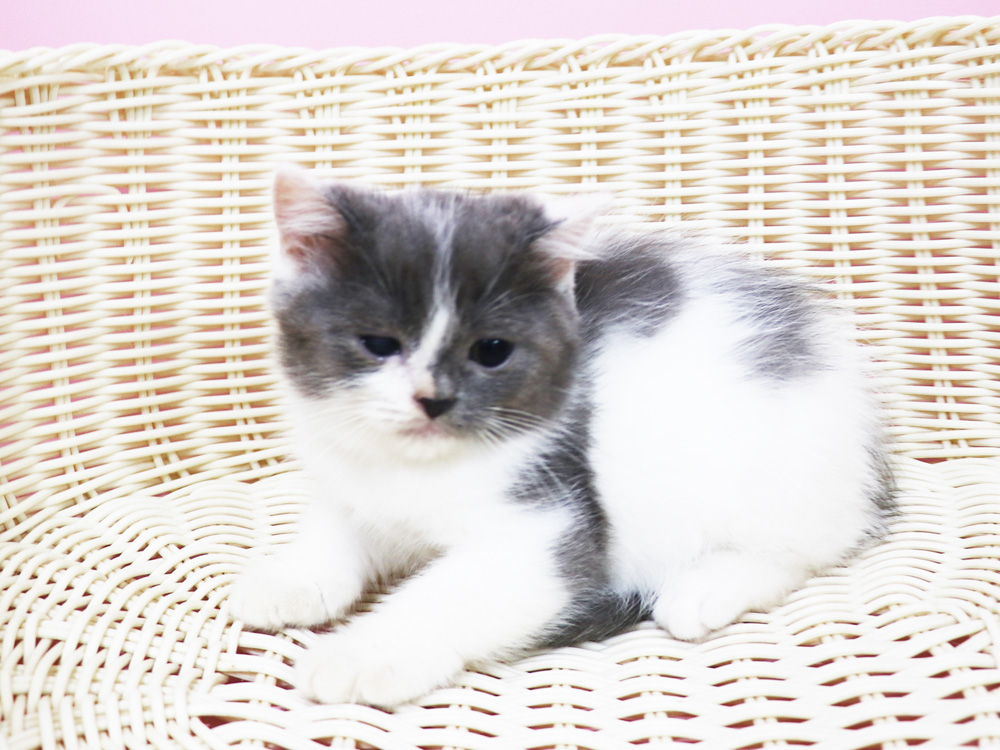 スコティッシュフォールドの子猫画像