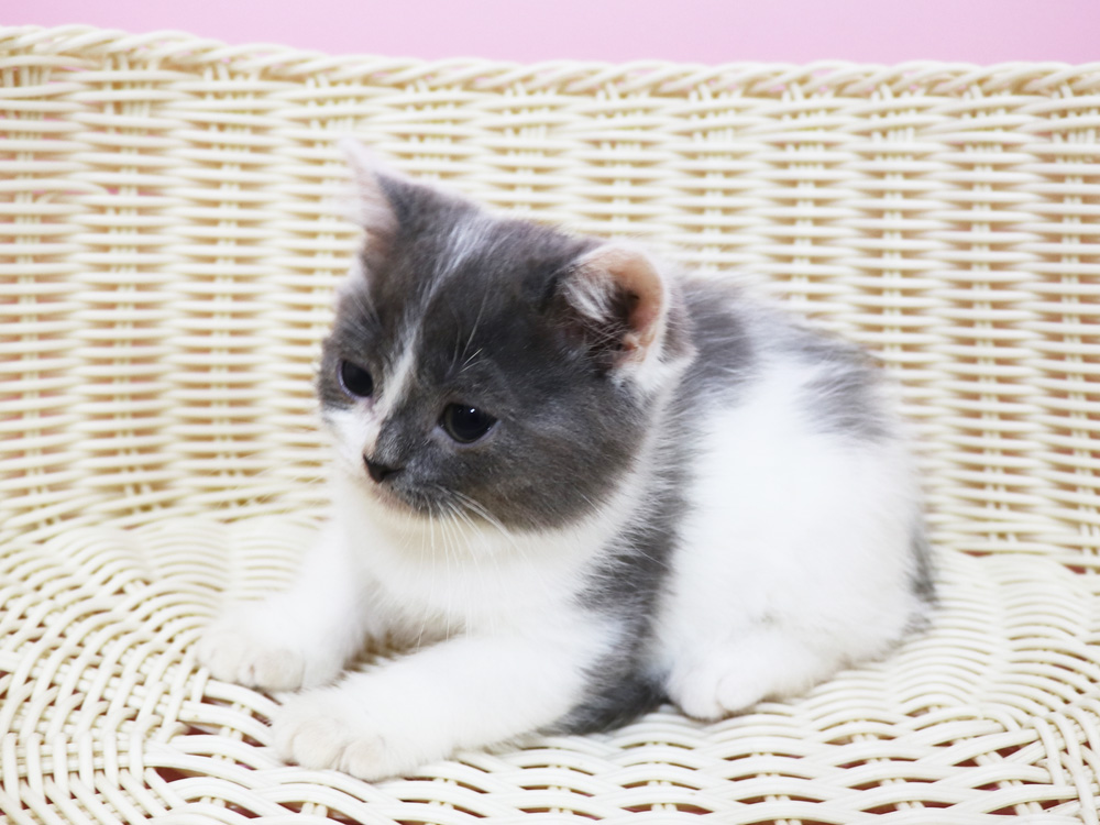スコティッシュフォールドの子猫画像