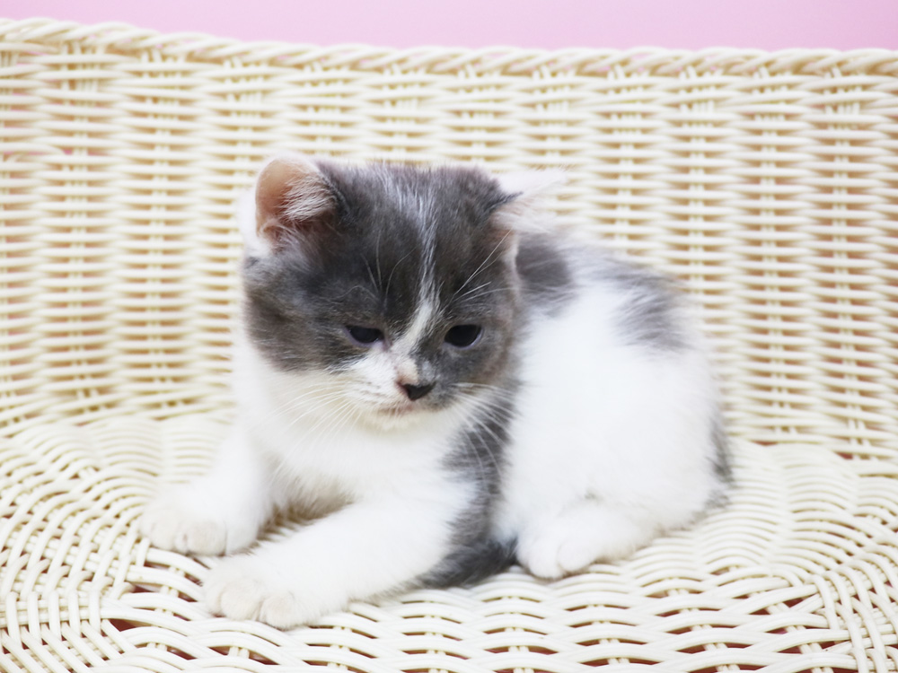 スコティッシュフォールドの子猫画像