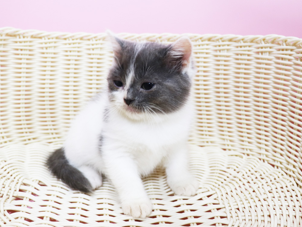 スコティッシュフォールドの子猫画像