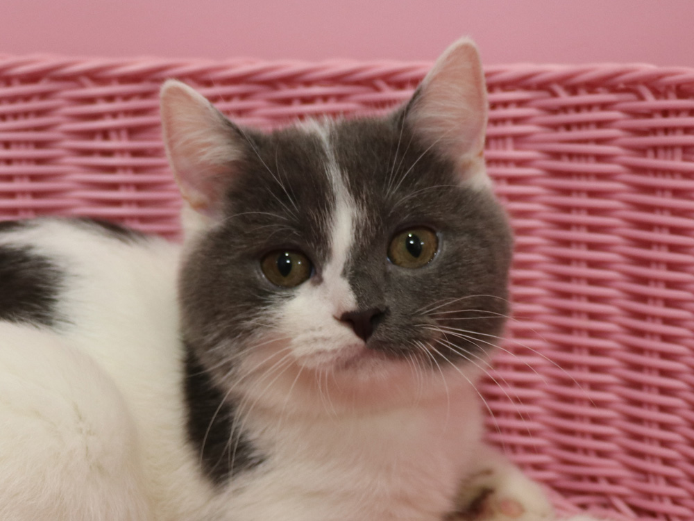 スコティッシュフォールドの子猫画像