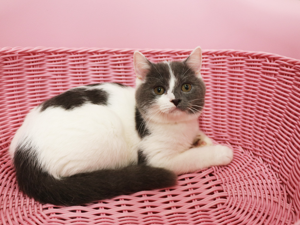 スコティッシュフォールドの子猫画像