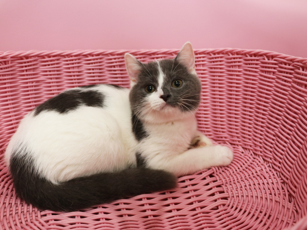 スコティッシュフォールドの子猫画像