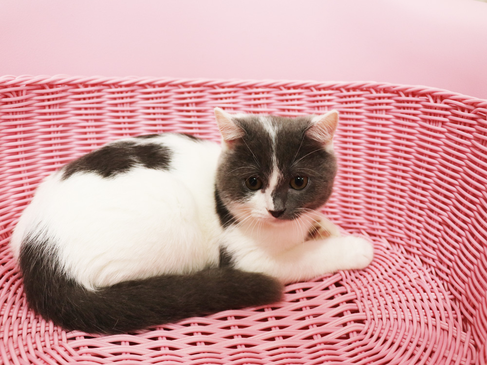 スコティッシュフォールドの子猫画像