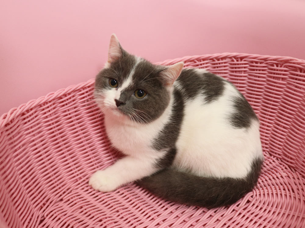 スコティッシュフォールドの子猫画像