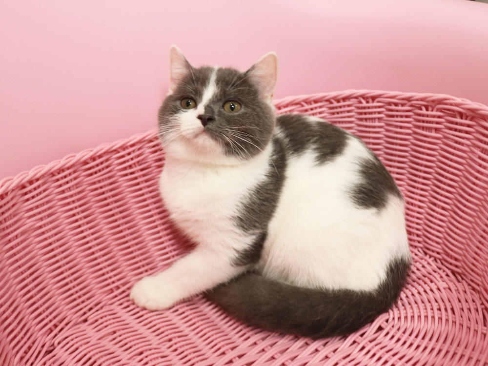 スコティッシュフォールドの子猫画像