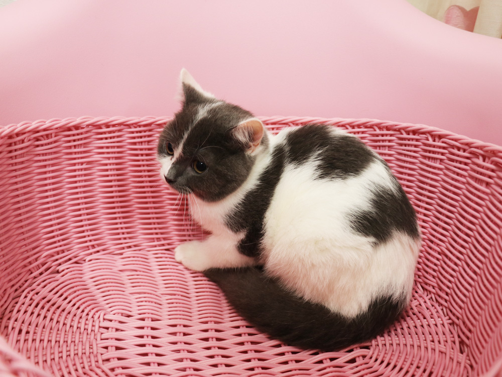 スコティッシュフォールドの子猫画像