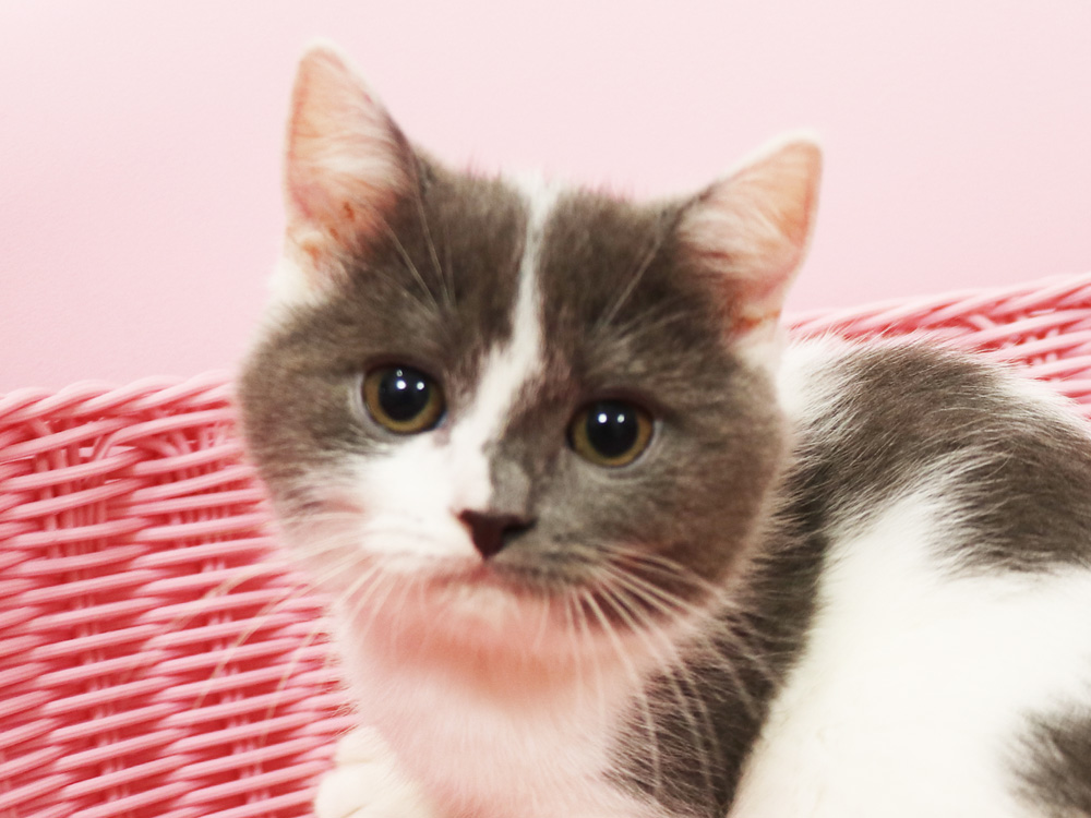 スコティッシュフォールドの子猫画像