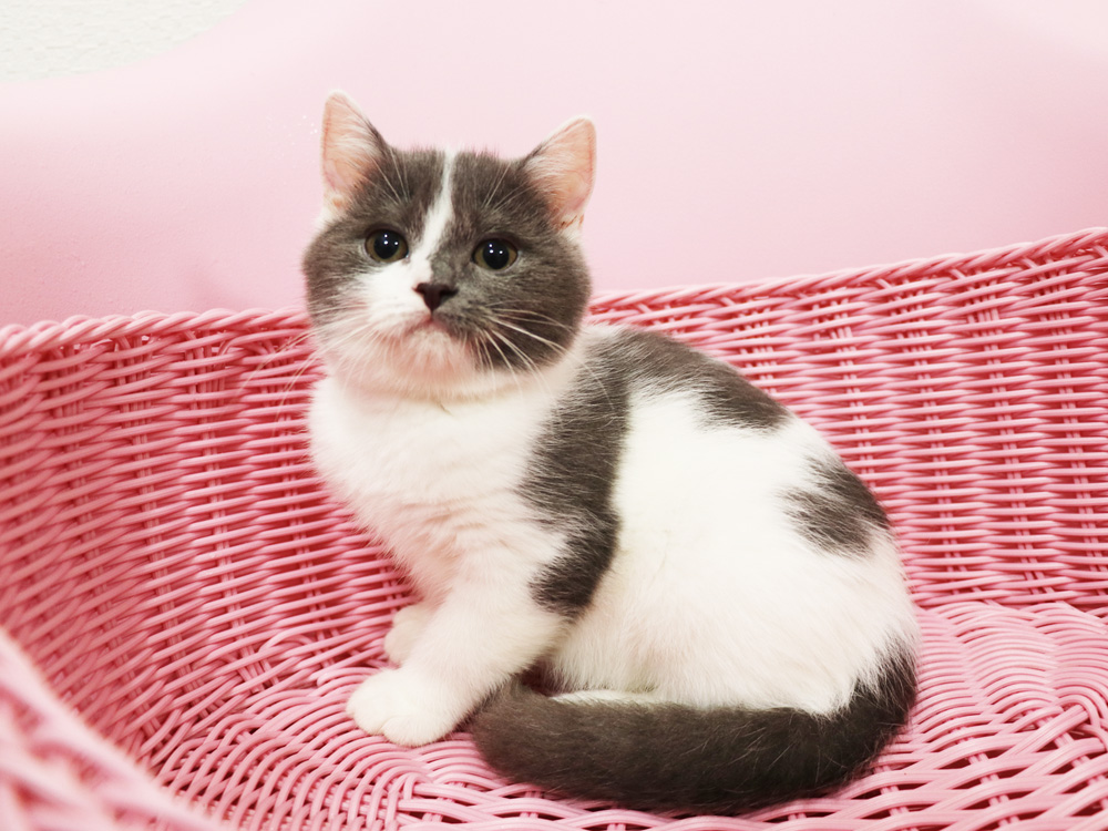 スコティッシュフォールドの子猫画像