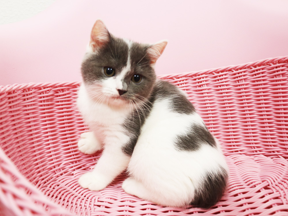 スコティッシュフォールドの子猫画像