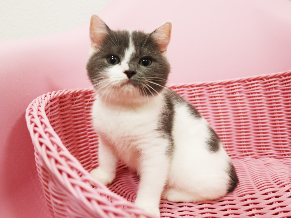 スコティッシュフォールドの子猫画像