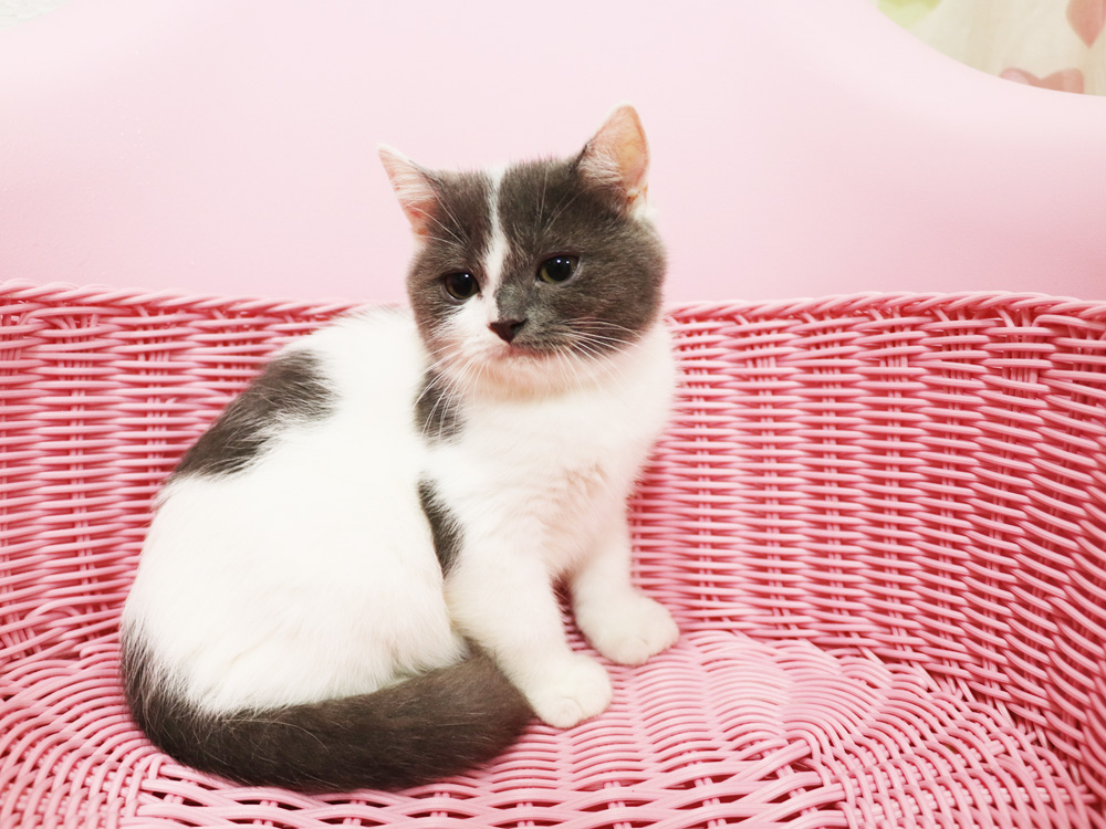 スコティッシュフォールドの子猫画像