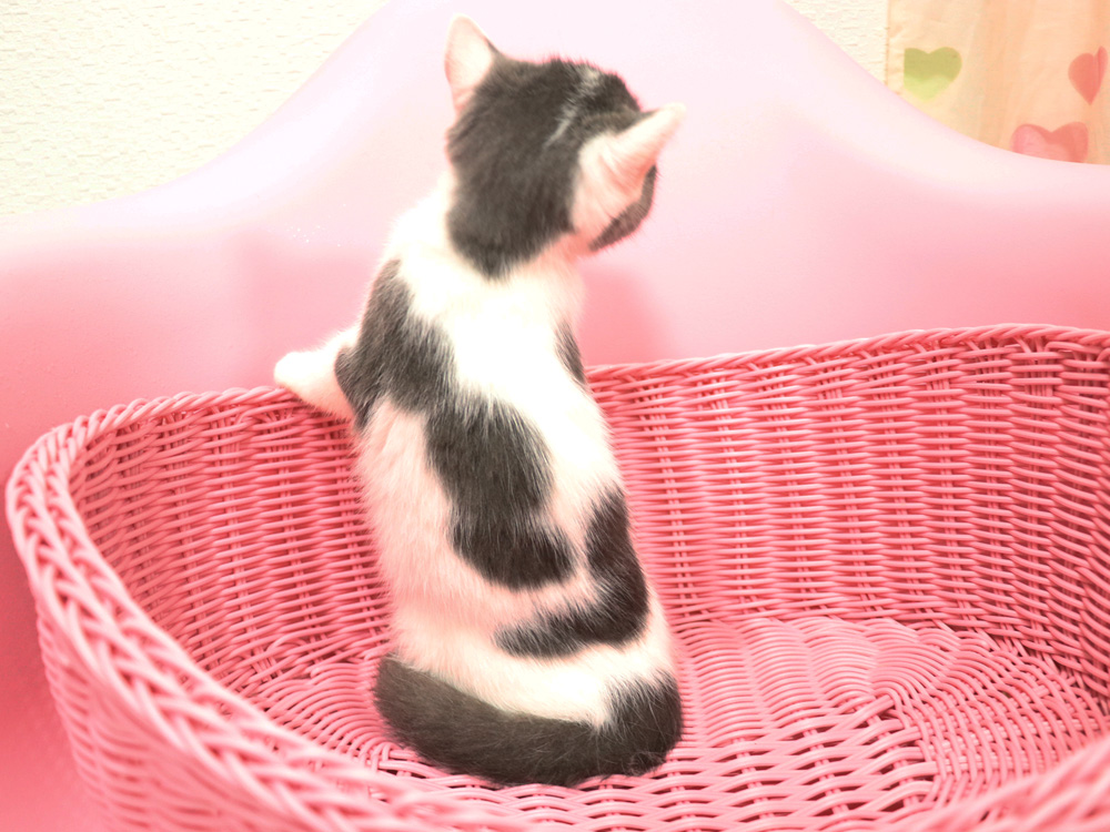 スコティッシュフォールドの子猫画像