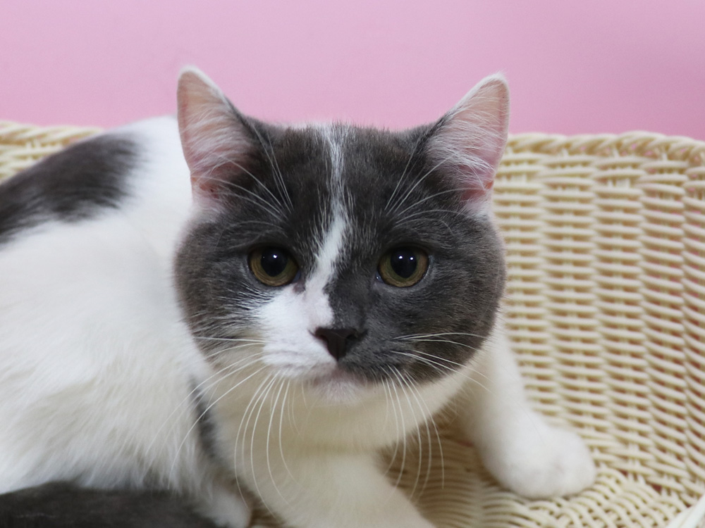 スコティッシュフォールドの子猫画像